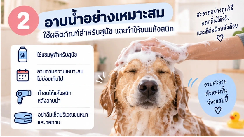 อาบน้ำสุนัขอย่างเหมาะสมและทำขนให้แห้งสนิท