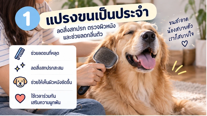 สุนัขมีกลิ่นตัวทำยังไง? 9 วิธีลดกลิ่นตัวและกลิ่นในบ้านอย่างถูกวิธี