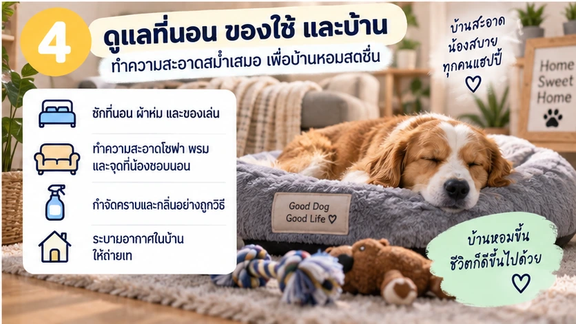 ดูแลที่นอน ของใช้ และบ้านให้สะอาดเพื่อลดกลิ่นสุนัขสะสม