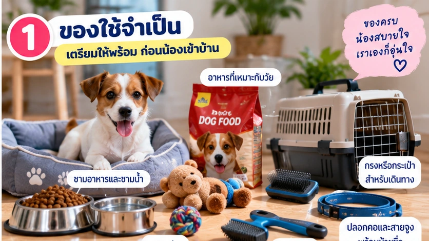 ของใช้จำเป็นก่อนสุนัขเข้าบ้าน
