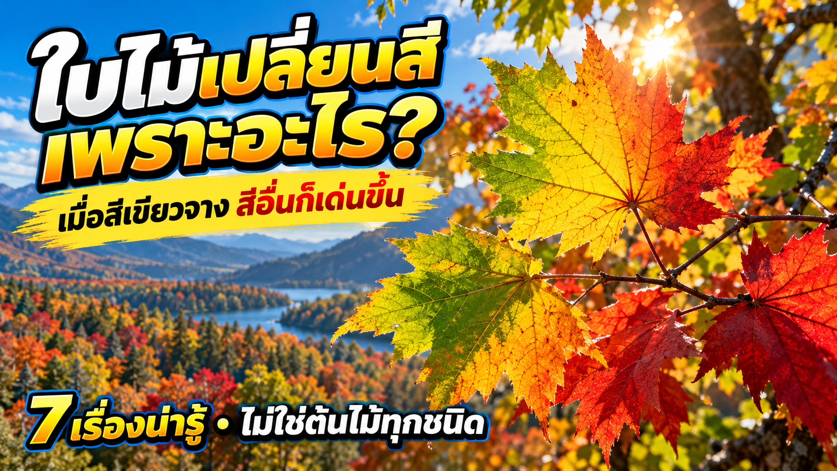 ใบไม้เปลี่ยนสีเพราะอะไร? 7 เรื่องเข้าใจก่อนชมสีสันฤดูใบไม้ร่วง